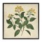 Stupell Industries Yellow Bushels Botanical Illustration Framed Giclee, design by Petal Prints Design